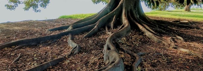 Tree Services