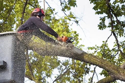 Tree Trimming